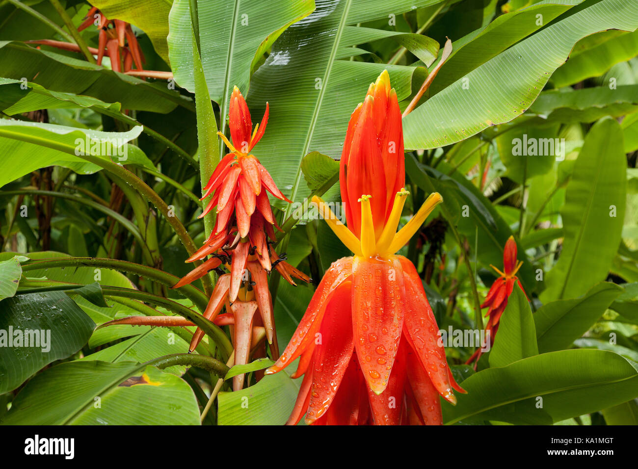 Musa Hanoi torch. banana flowers, originally from Vietnam. The trade name 'Hanoi Torch' refers to the area from which plant was first introduced . Stock Photo