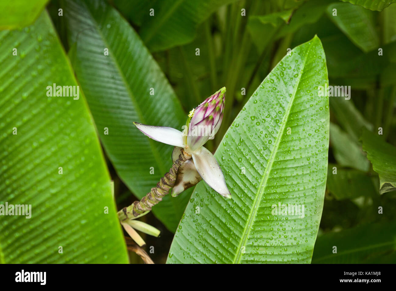 Musa gracilis is a species of wild banana (genus Musa), native to Peninsular Malaysia. Stock Photo