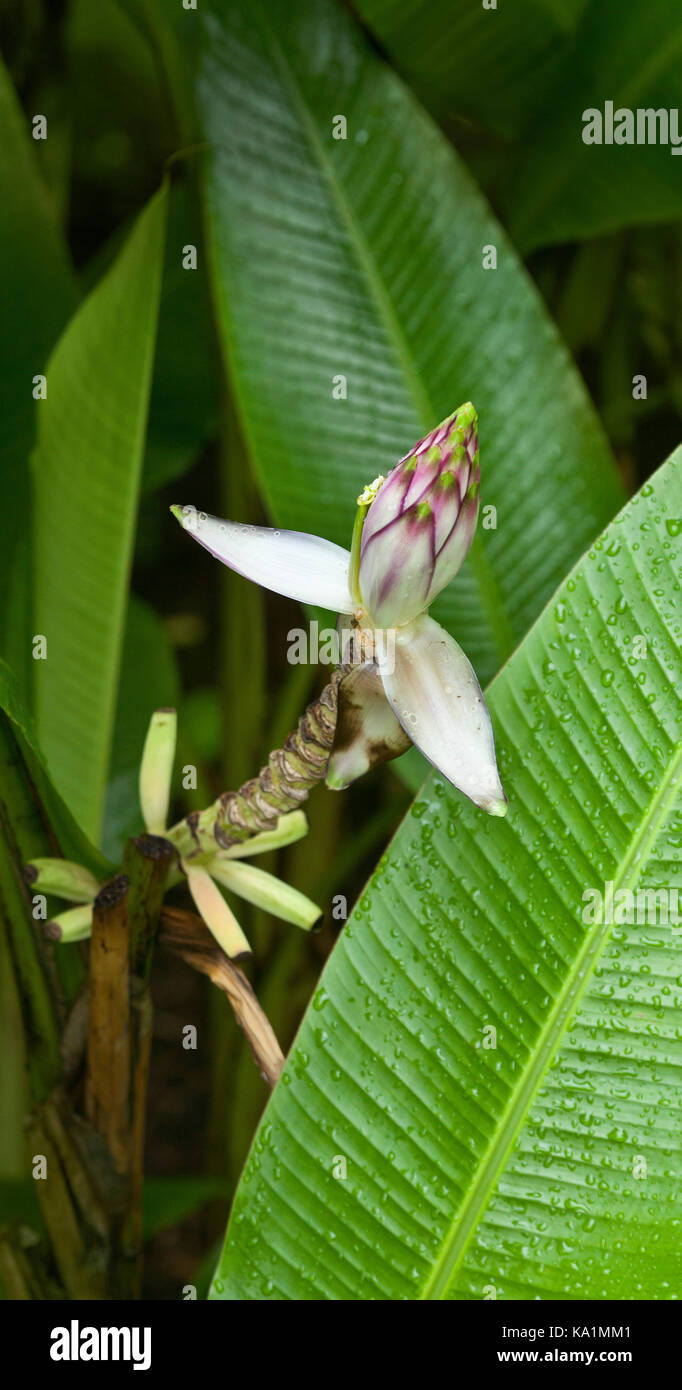 Musa gracilis is a species of wild banana (genus Musa), native to