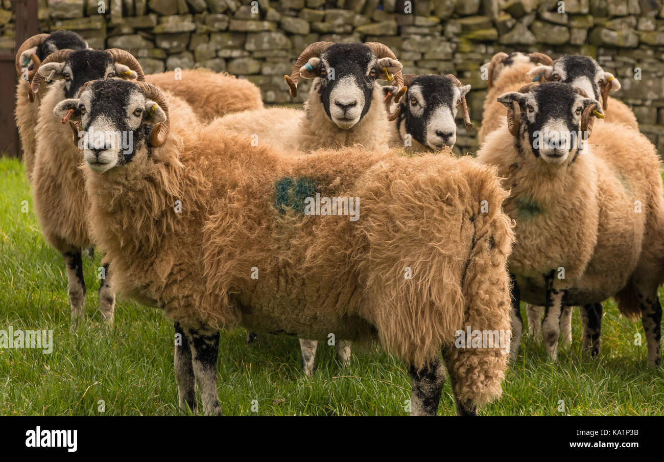 UK farming, an inquisitive flock of freshly tagged Swaledale sheep facing the camera Stock Photo