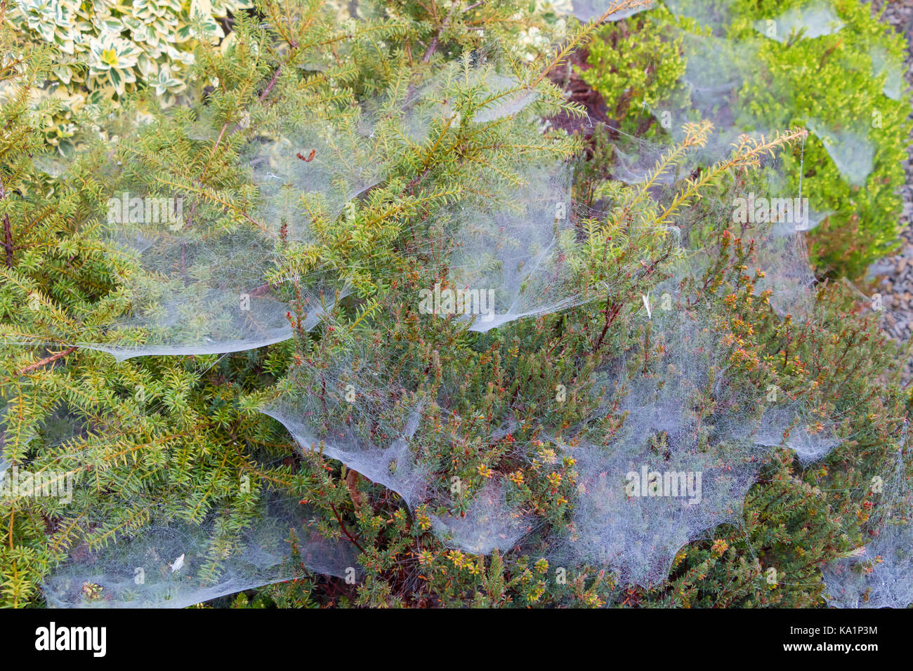 Dew covered cobwebs on a mixture of winter flowering heathers and ornamental yew Stock Photo