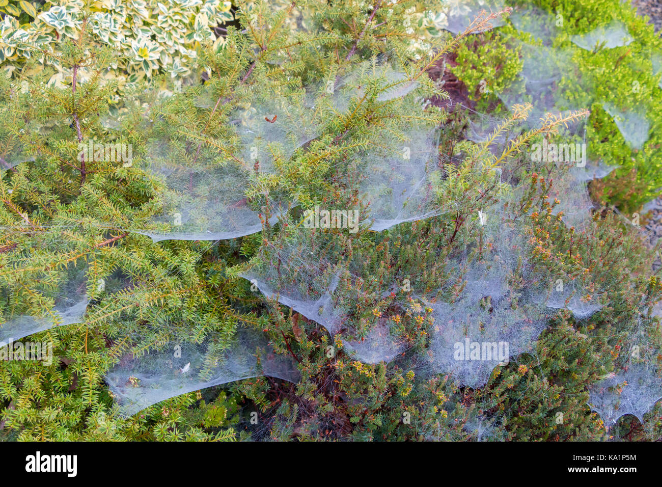 Dew covered cobwebs on a mixture of winter flowering heathers and ornamental yew Stock Photo