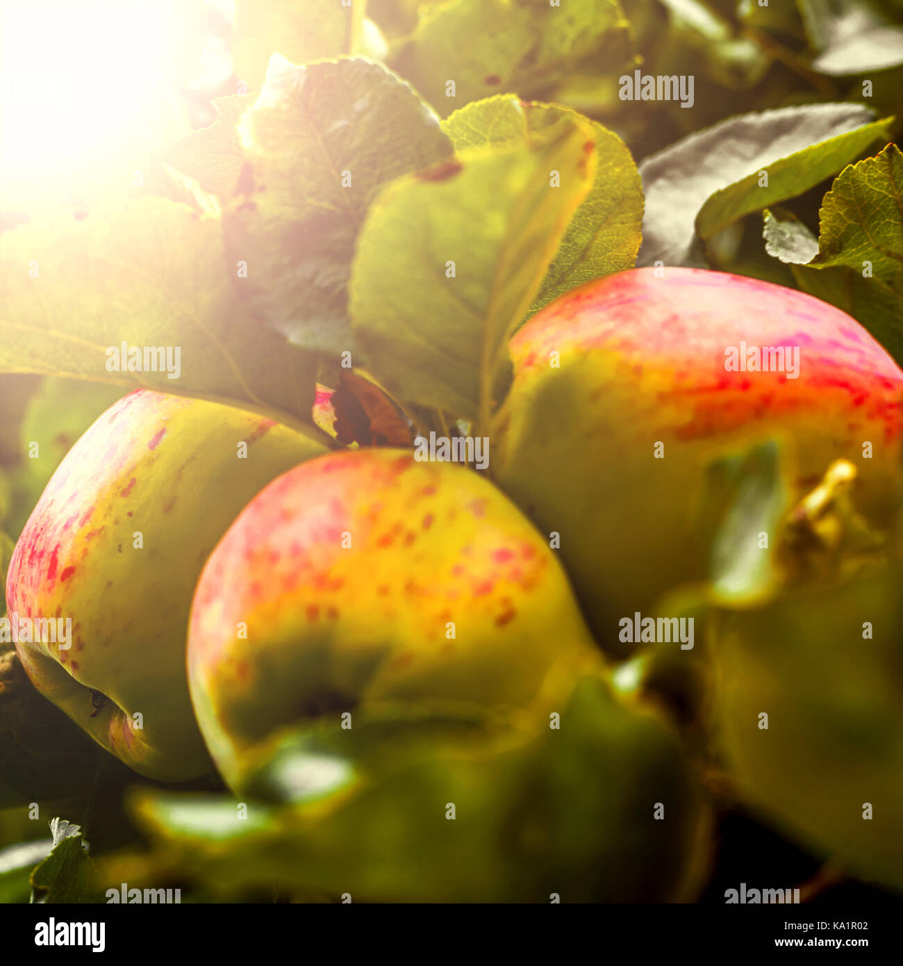 Red apples on tree in the garden at sunny day Stock Photo - Alamy