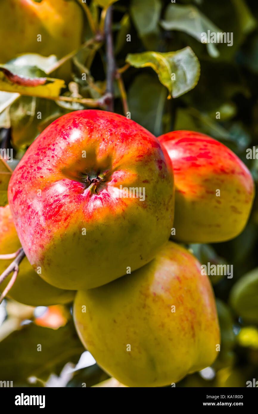 Red apples on tree in the garden at sunny day Stock Photo - Alamy