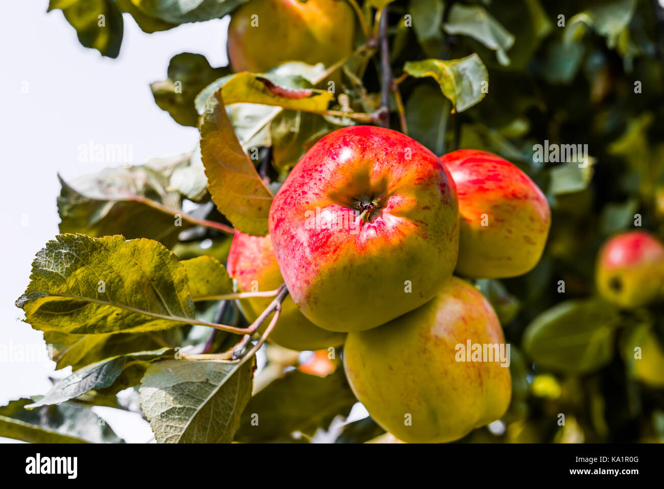 Red apples on tree in the garden at sunny day Stock Photo - Alamy