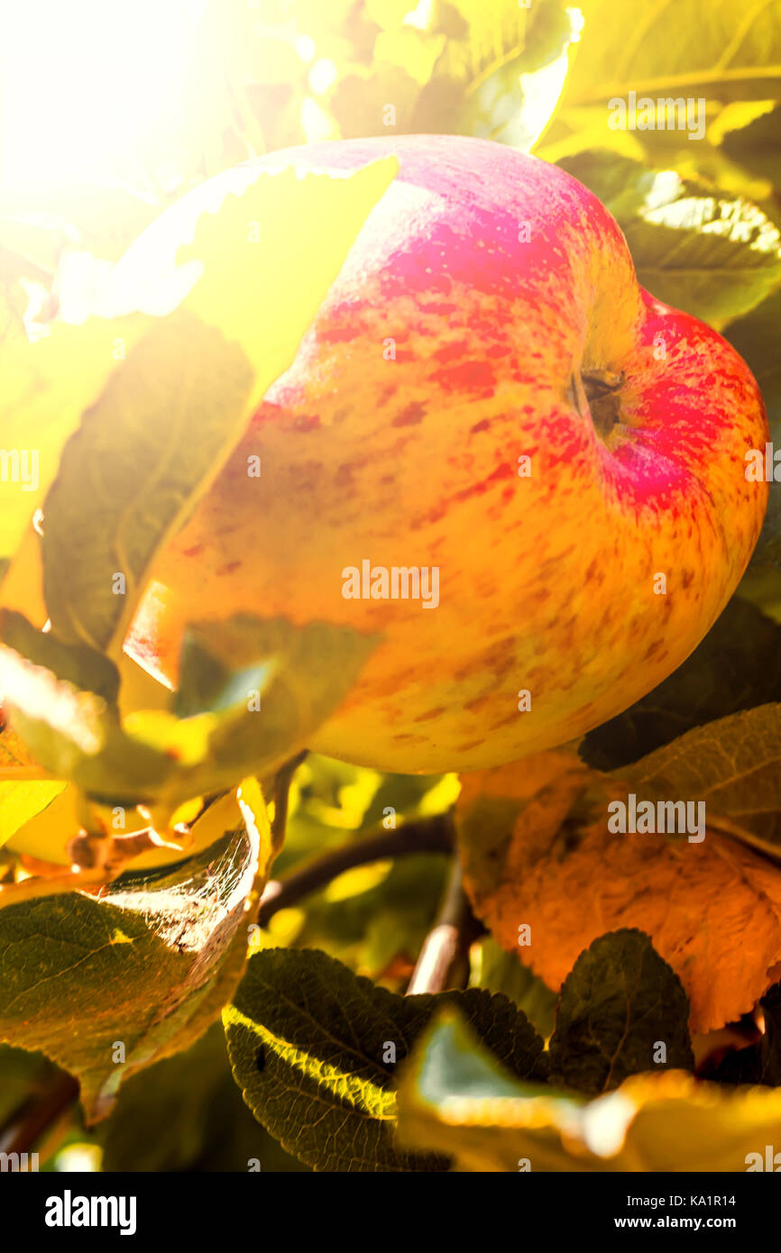 Red apples on tree in the garden at sunny day Stock Photo - Alamy