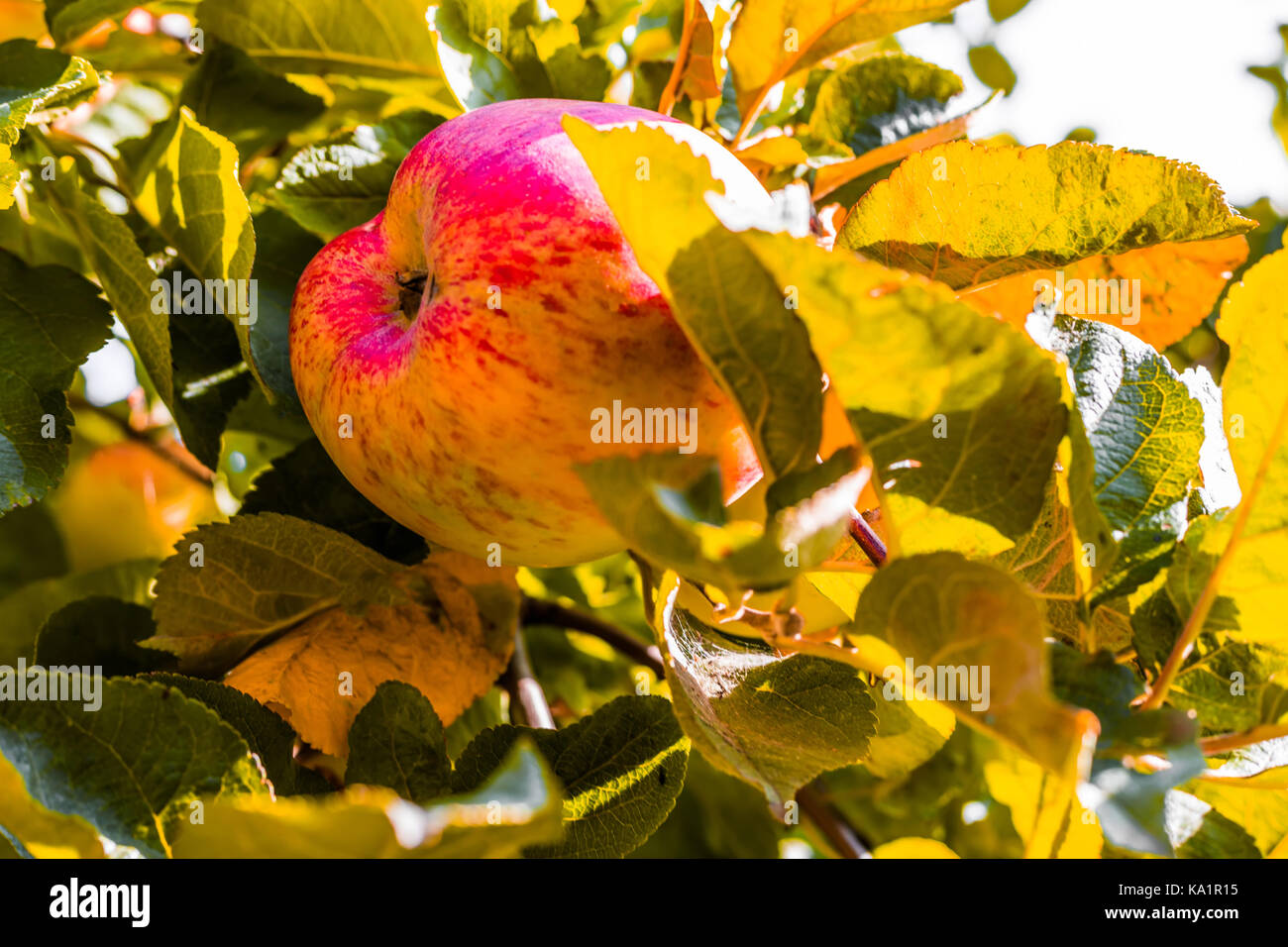 Red apples on tree in the garden at sunny day Stock Photo - Alamy