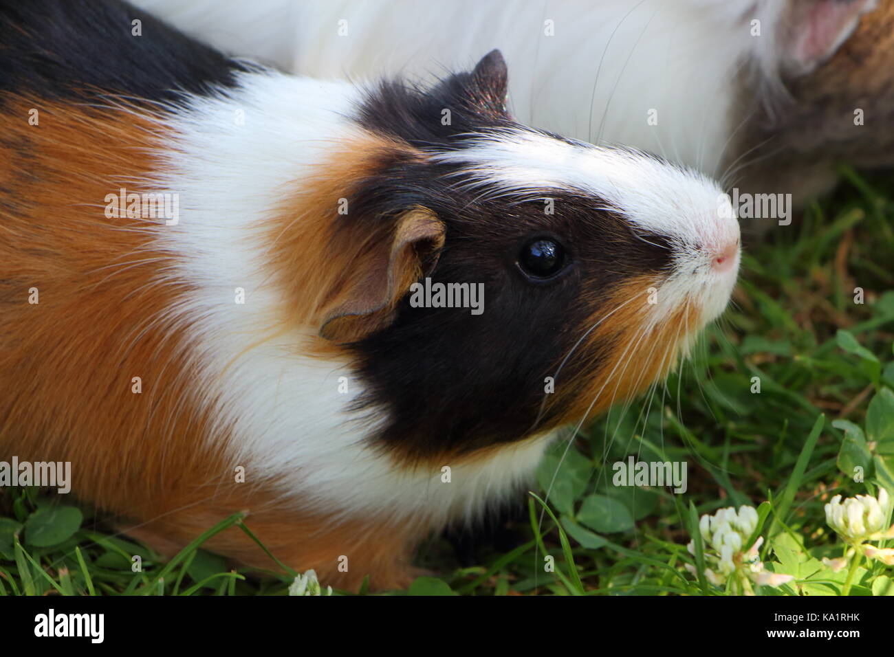 Brown white black guinea pig hires stock photography and images Alamy
