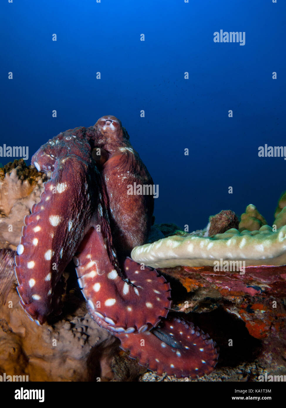 Red octopus on blue background on top of reef with legs curling round coral Stock Photo