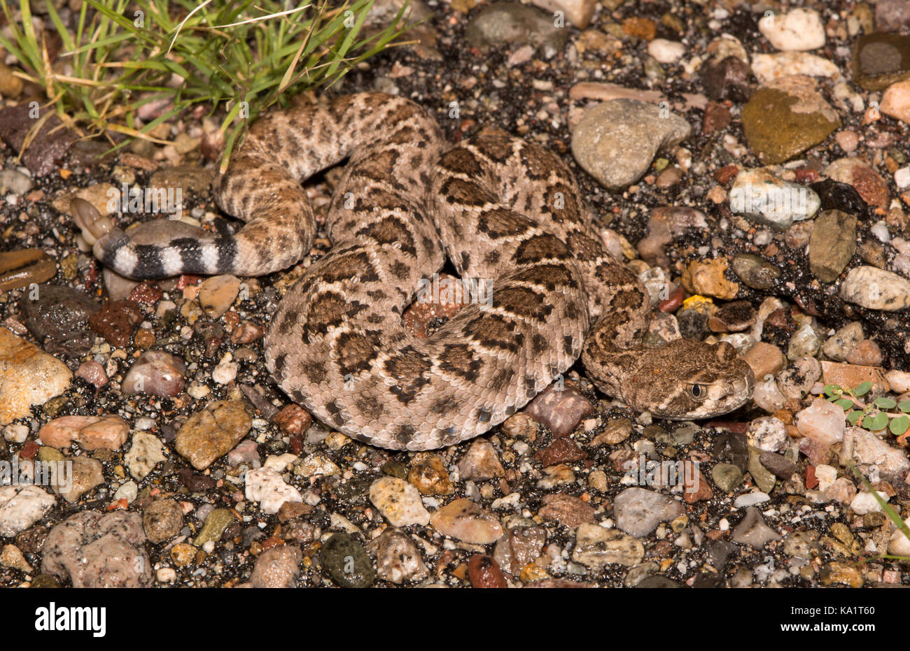 Western Diamond-backed Rattlesnake (Crotalus atrox) from Santa Cruz County, Arizona, USA. Stock Photo
