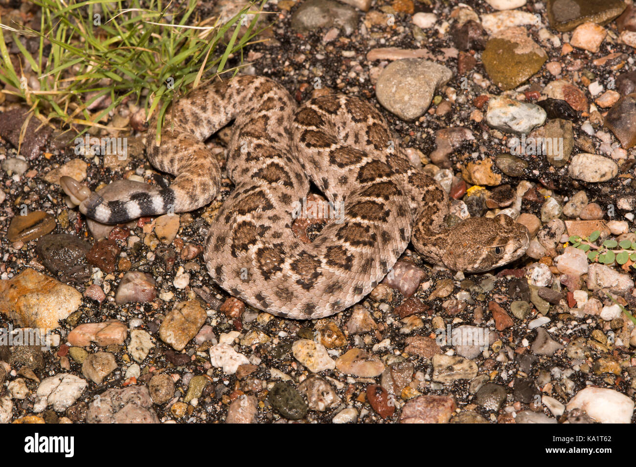 Western Diamond-backed Rattlesnake (Crotalus atrox) from Santa Cruz County, Arizona, USA. Stock Photo