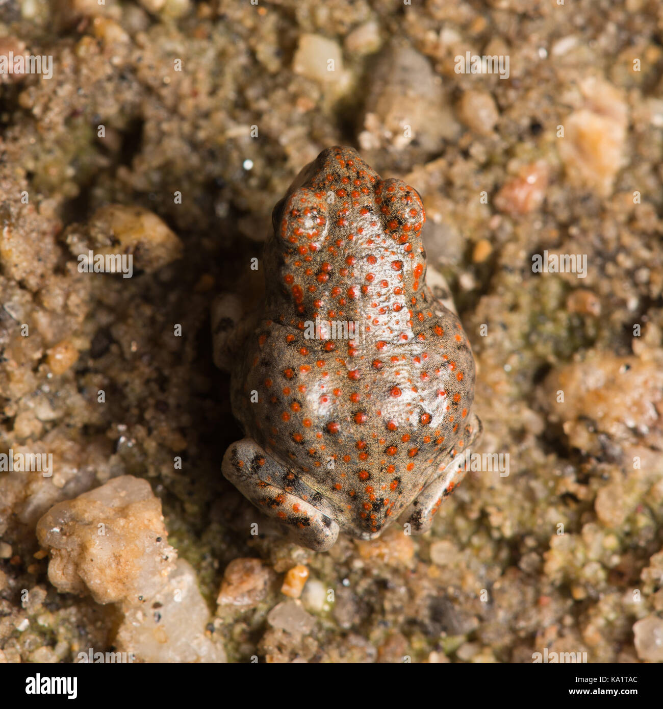 A recently metamorphosed Red-spotted Toad (Anaxyrus punctatus) from Pima County, Arizona, USA. Stock Photo