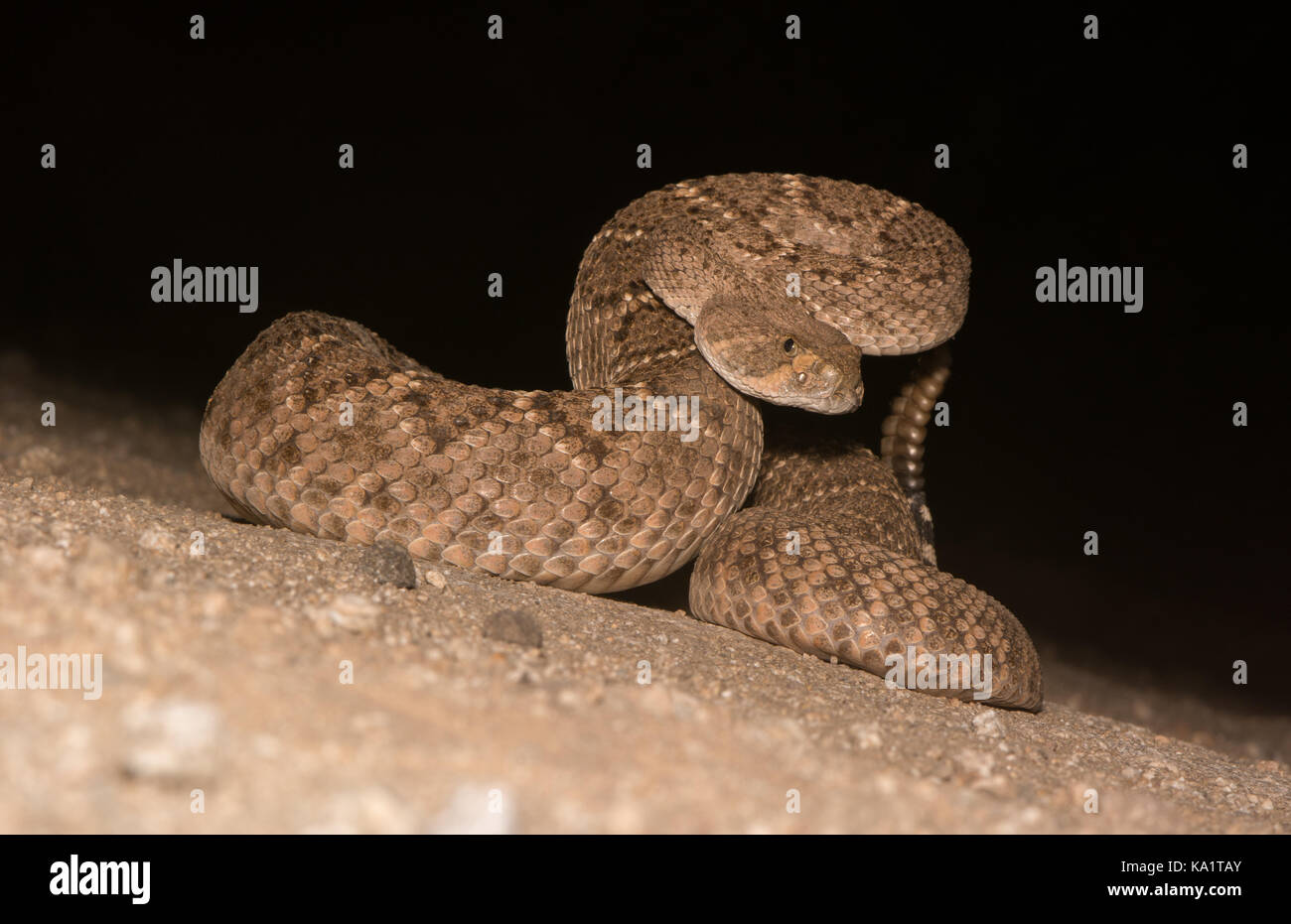 Western Diamond-backed Rattlesnake (Crotalus atrox) from Pima County, Arizona. Stock Photo