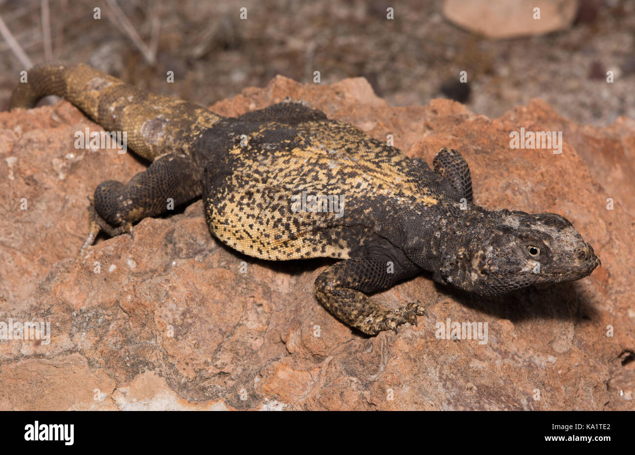 An adult male Common Chuckwalla (Sauromalus ater) from Sonora, Mexico. Stock Photo