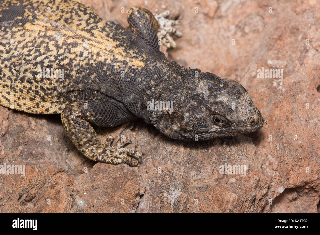 Cachoron de roca hi-res stock photography and images - Alamy