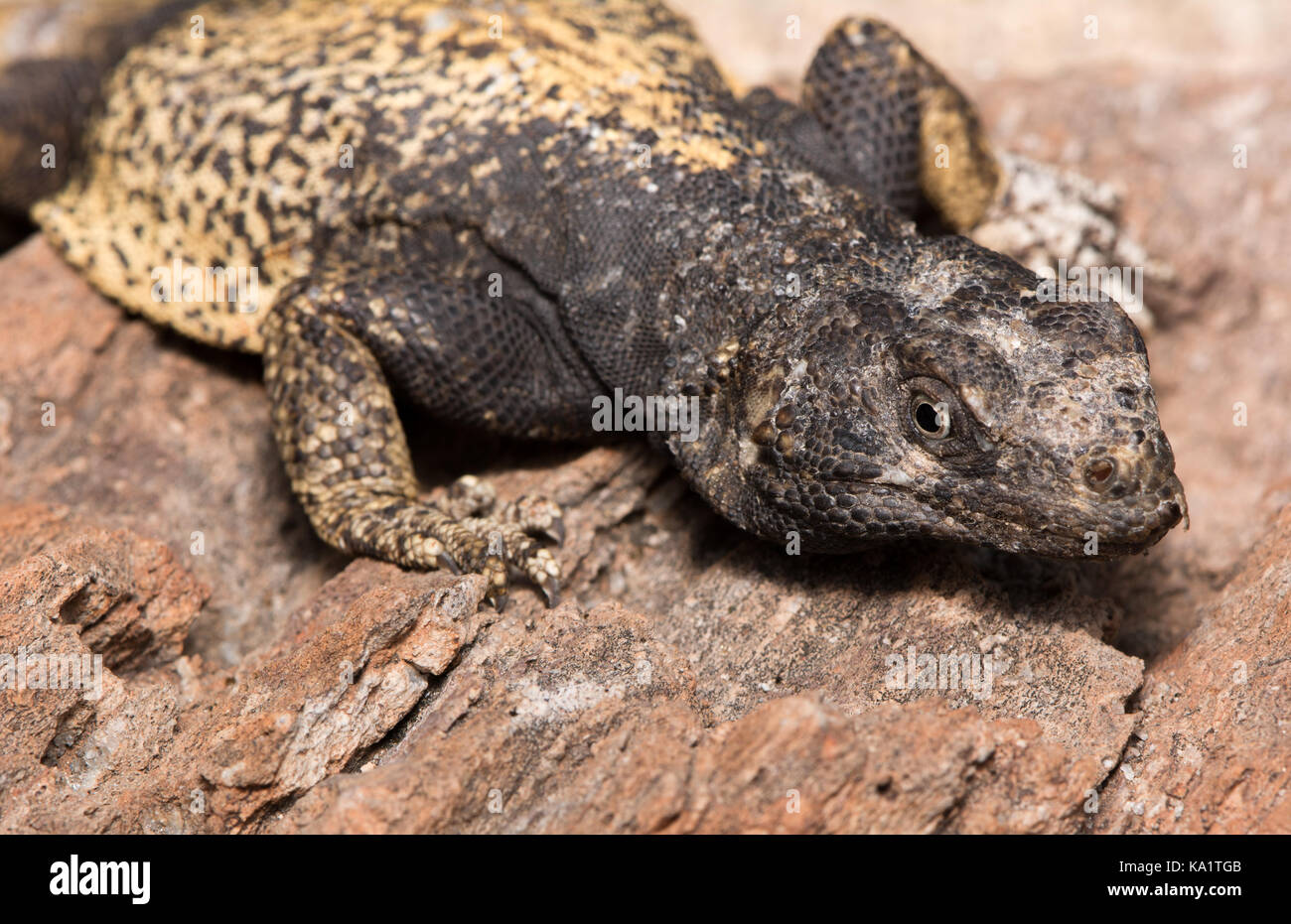 An adult male Common Chuckwalla (Sauromalus ater) from Sonora, Mexico. Stock Photo