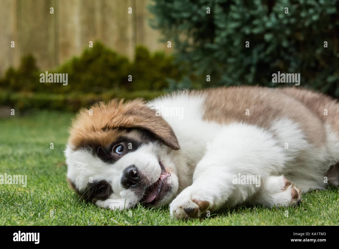 Three month old Saint Bernard puppy 'Mauna Kea' looking wild-eyed as he takes a quick break from play in his yard in Renton, Washington, USA Stock Photo