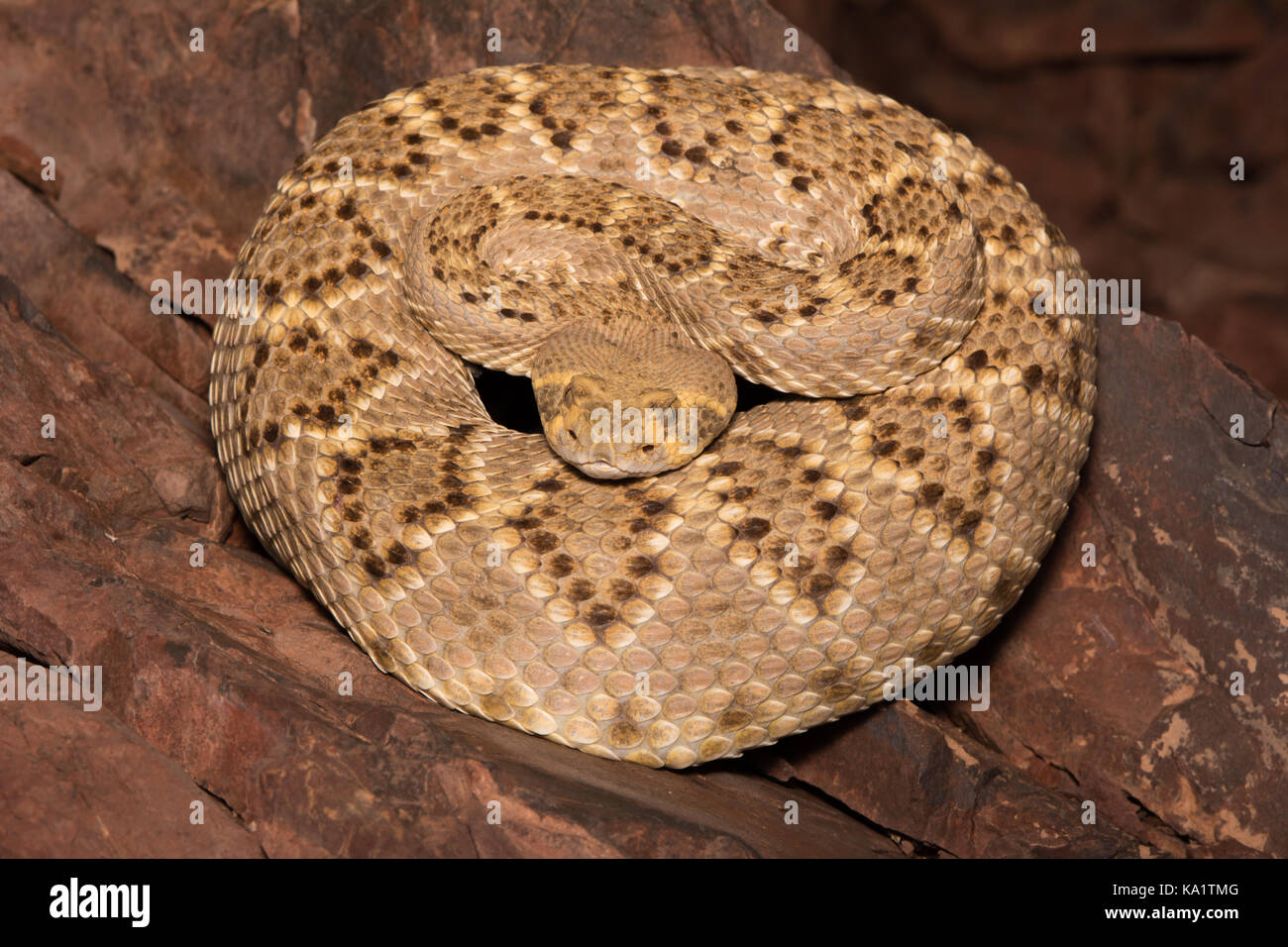 Western Diamond-backed Rattlesnake (Crotalus atrox) from Sonora, Mexico. Stock Photo