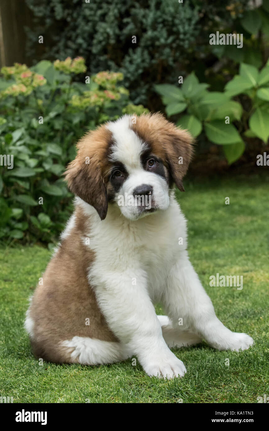 Portrait of a three month old Saint Bernard puppy 'Mauna Kea' in his yard in Renton, Washington, USA Stock Photo