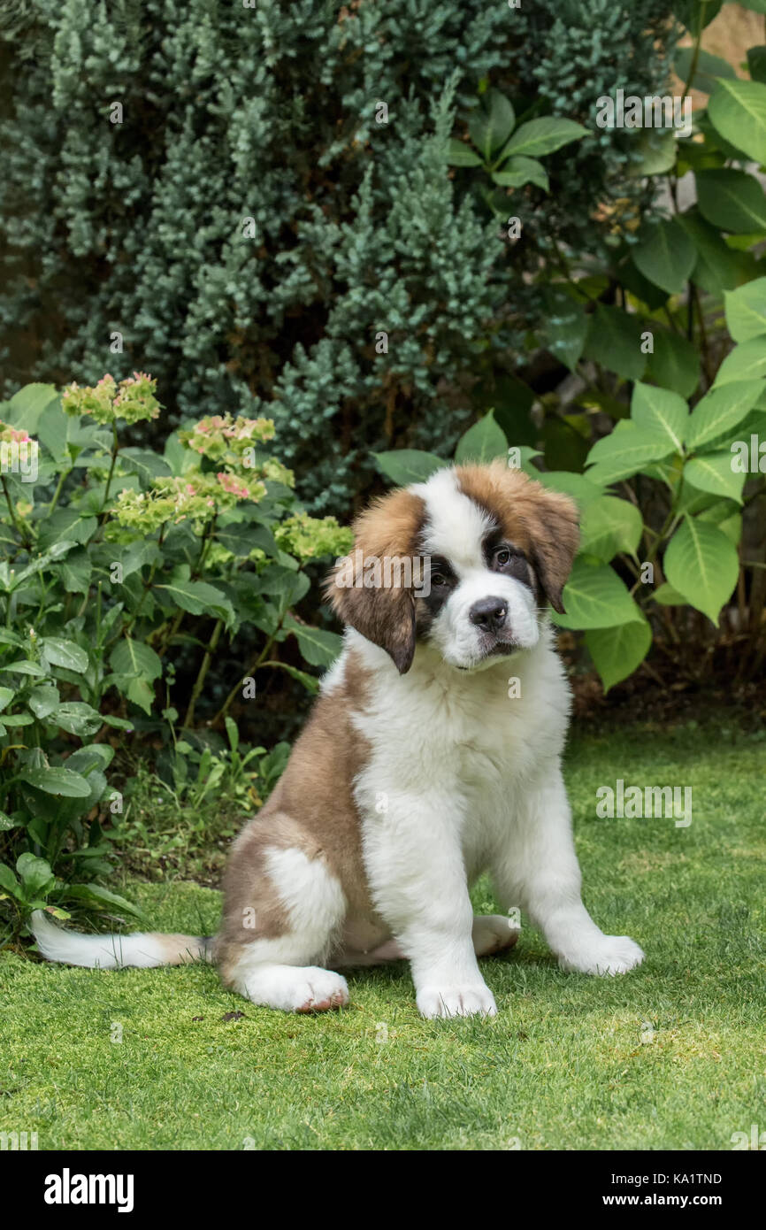 Portrait of a three month old Saint Bernard puppy