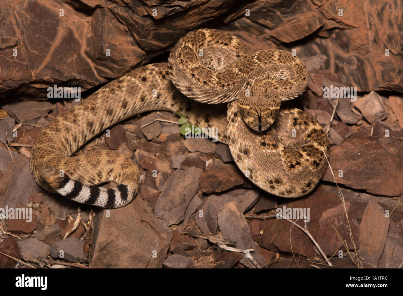 Western Diamond-backed Rattlesnake (Crotalus atrox) from Sonora, Mexico. Stock Photo