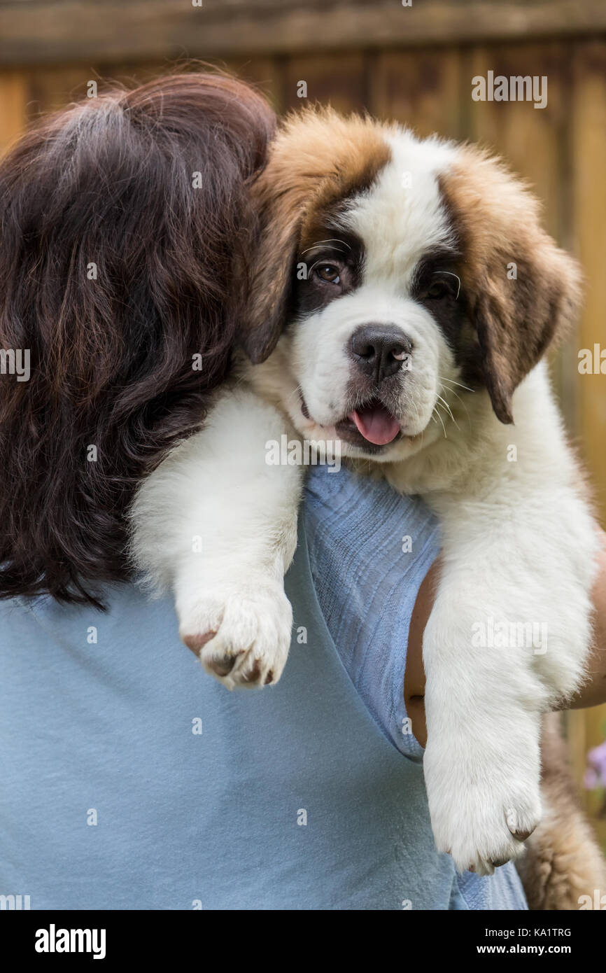 Woman holding her three month old Saint Bernard puppy 'Mauna Kea' over her shoulder, in Renton, Washington, USA Stock Photo