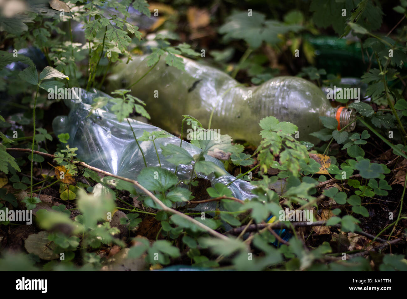 Plastic trash in the forest. Tucked nature. Plastic container lying in ...