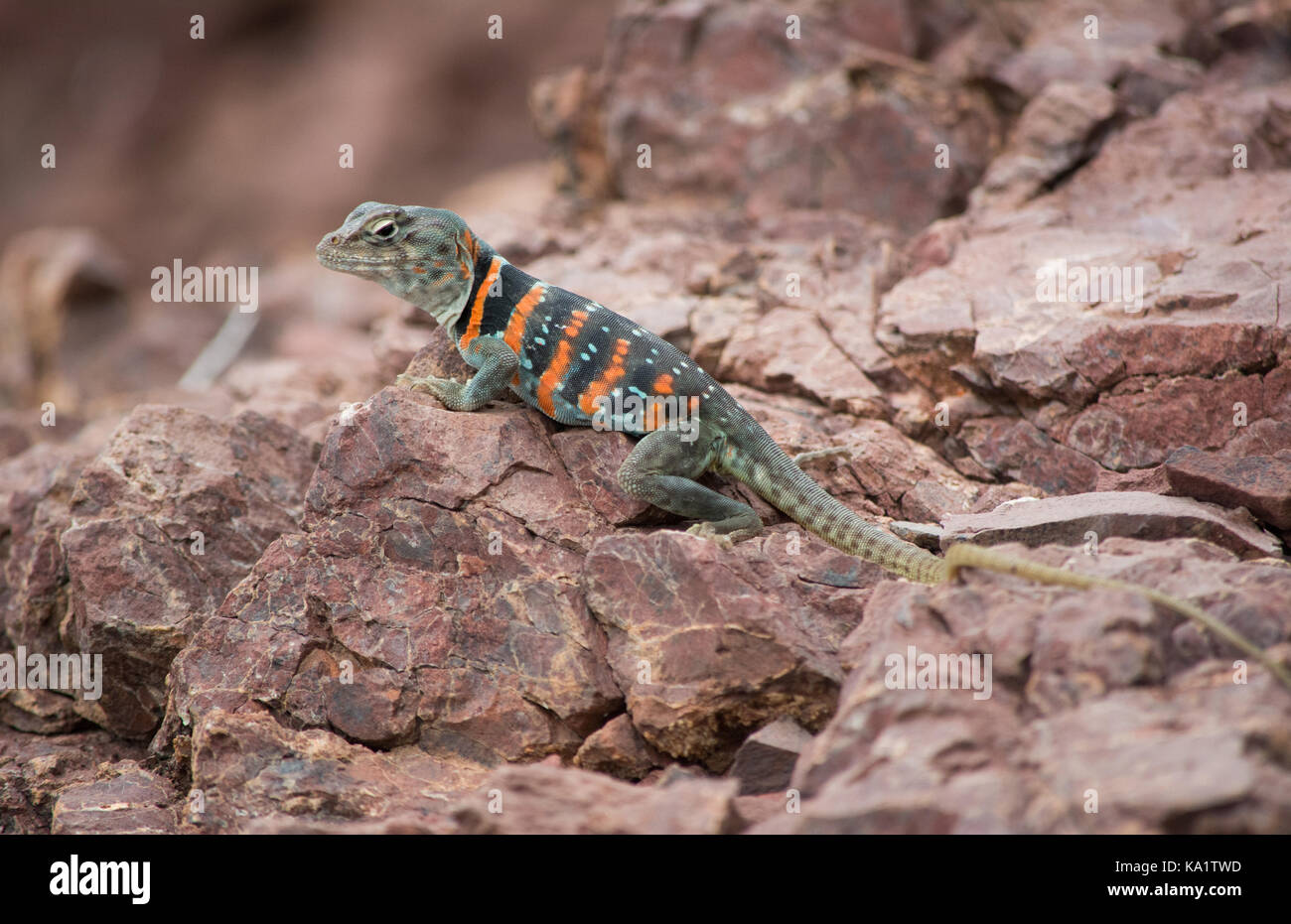 Desert Collared Lizard Stock Photos & Desert Collared Lizard Stock