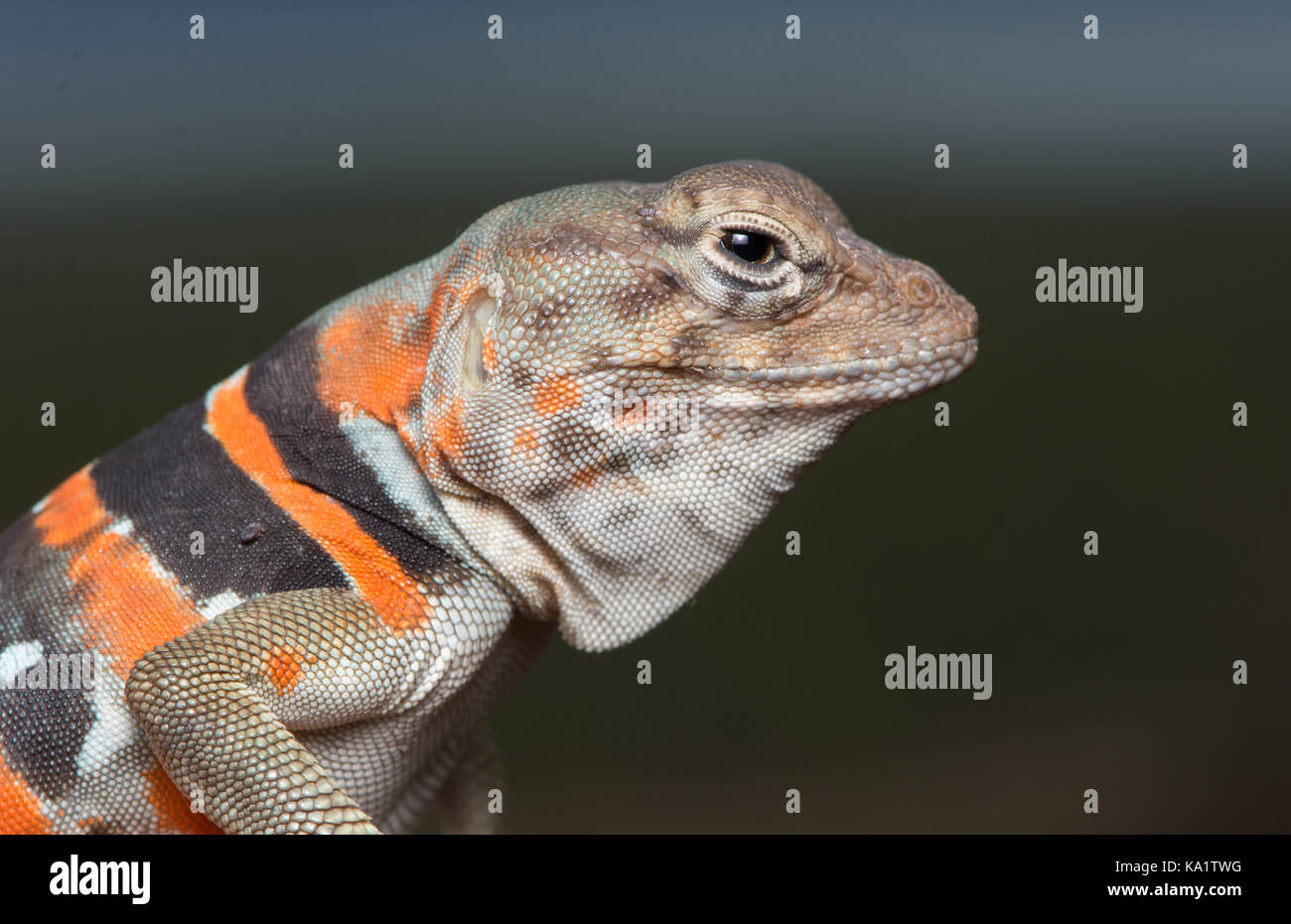 Crotaphytus Collaris Stock Photos & Crotaphytus Collaris Stock Images