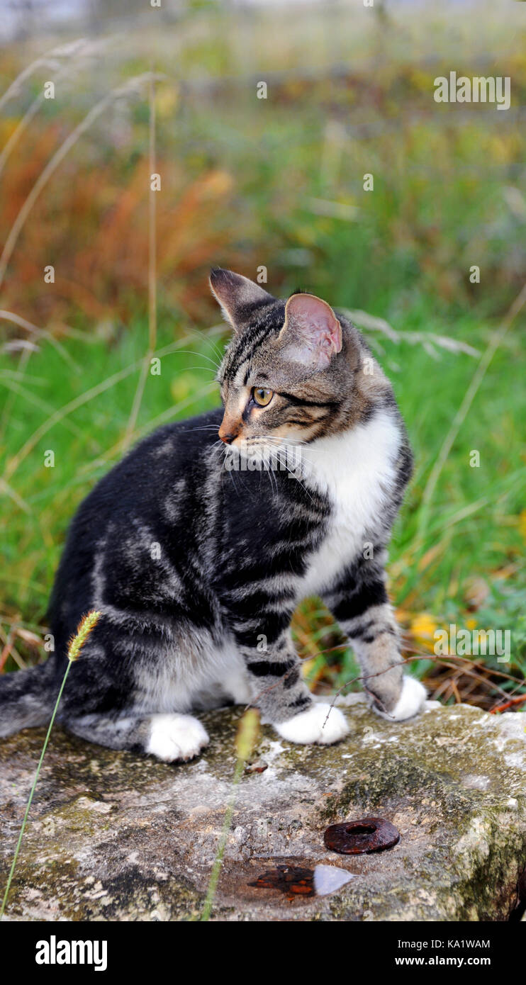 Black and tan cat hi-res stock photography and images - Alamy