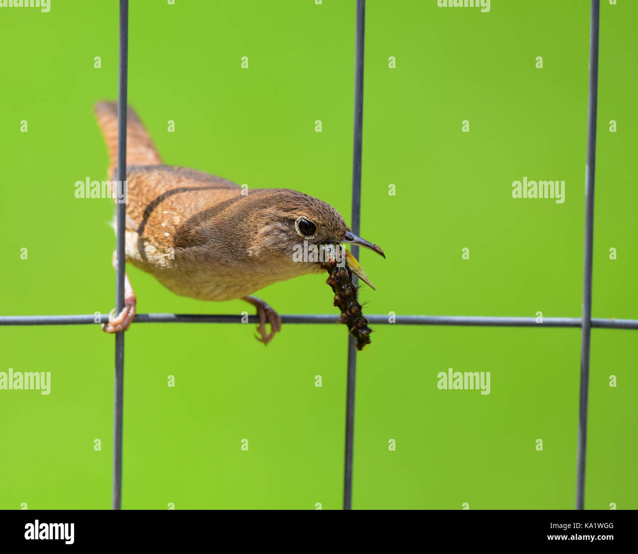 House wren (Troglodytes aedon) sitting on a wire fence eating a caterpillar with a green grass background. Stock Photo