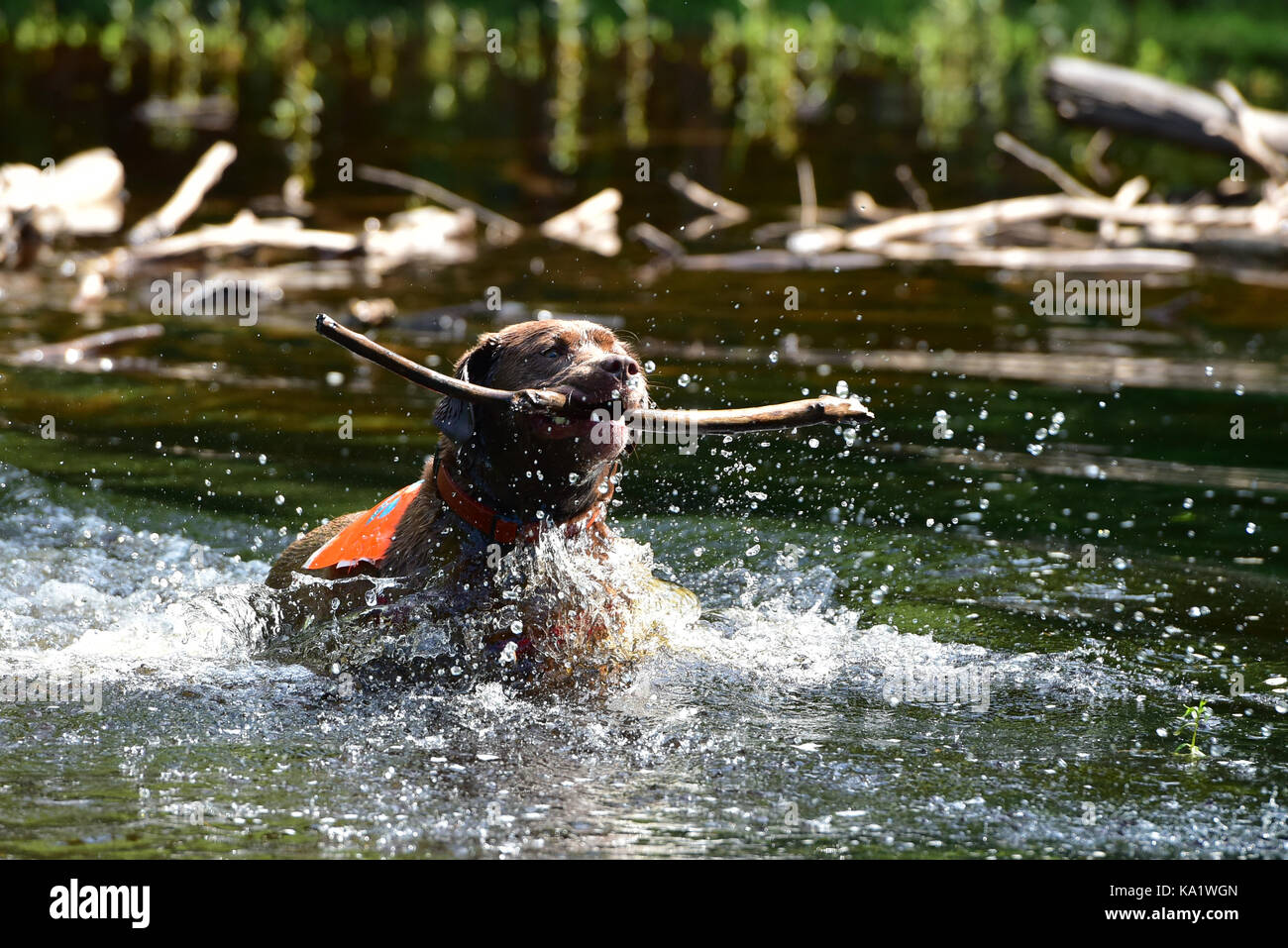 Chocolate lab puppy enthusiastically retrieving a stick in a pond splashing water in every direction. Stock Photo