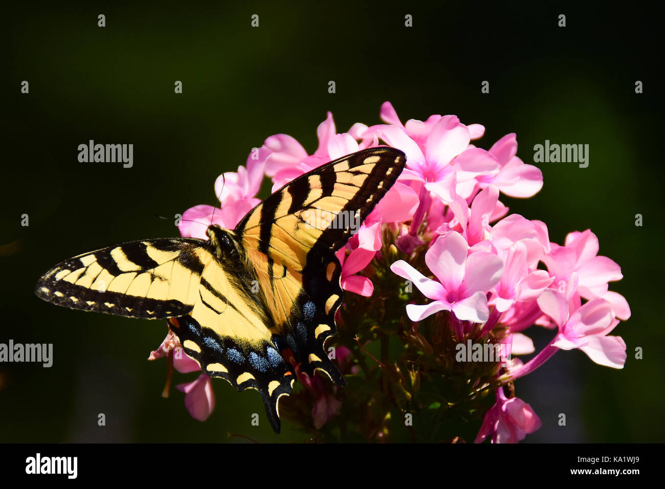 Eastern tiger swallowtail butterfly (Papilio glaucus) feeding on pink phlox in the garden with a dark shadow background. Stock Photo