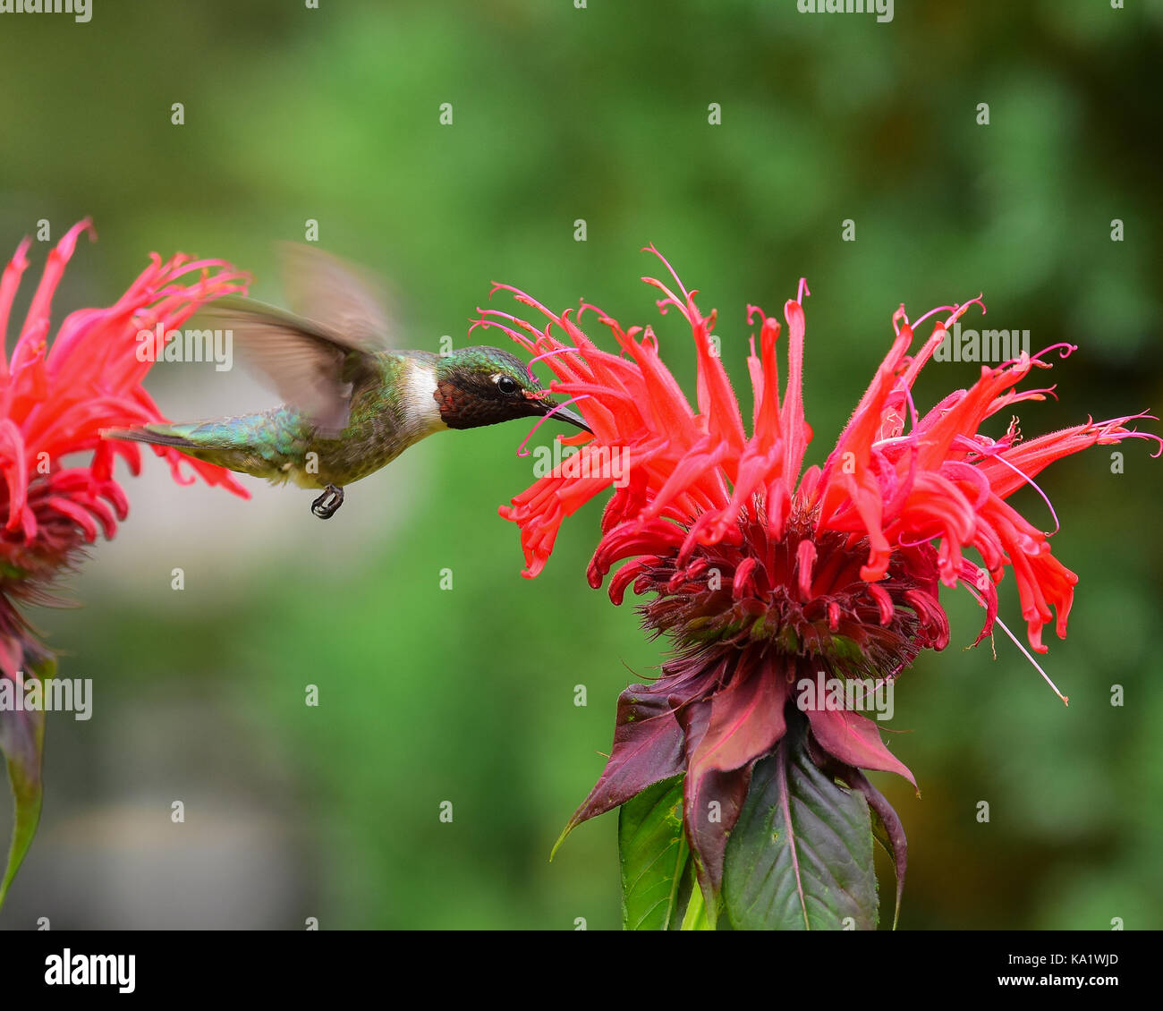 A male ruby throated hummingbird (Archilochus colubris) feeding at monarda or bee balm in the garden. Stock Photo