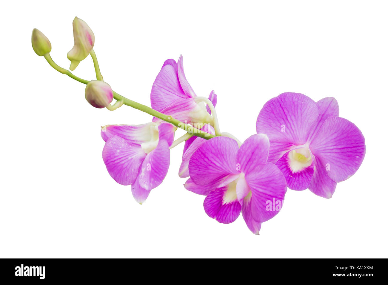 Beautiful orchid flower on white background Stock Photo - Alamy