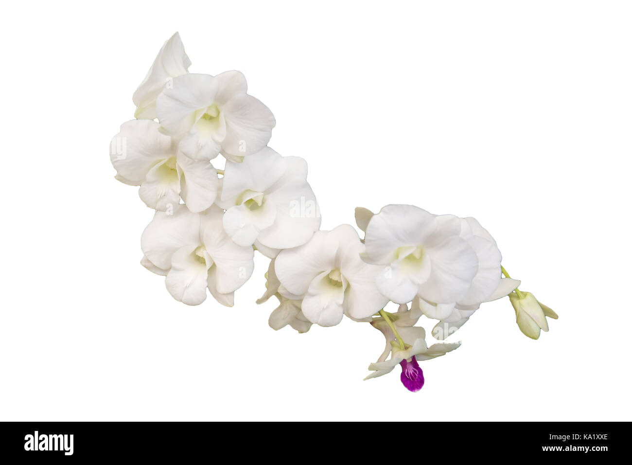 Beautiful orchid flower on white background Stock Photo - Alamy