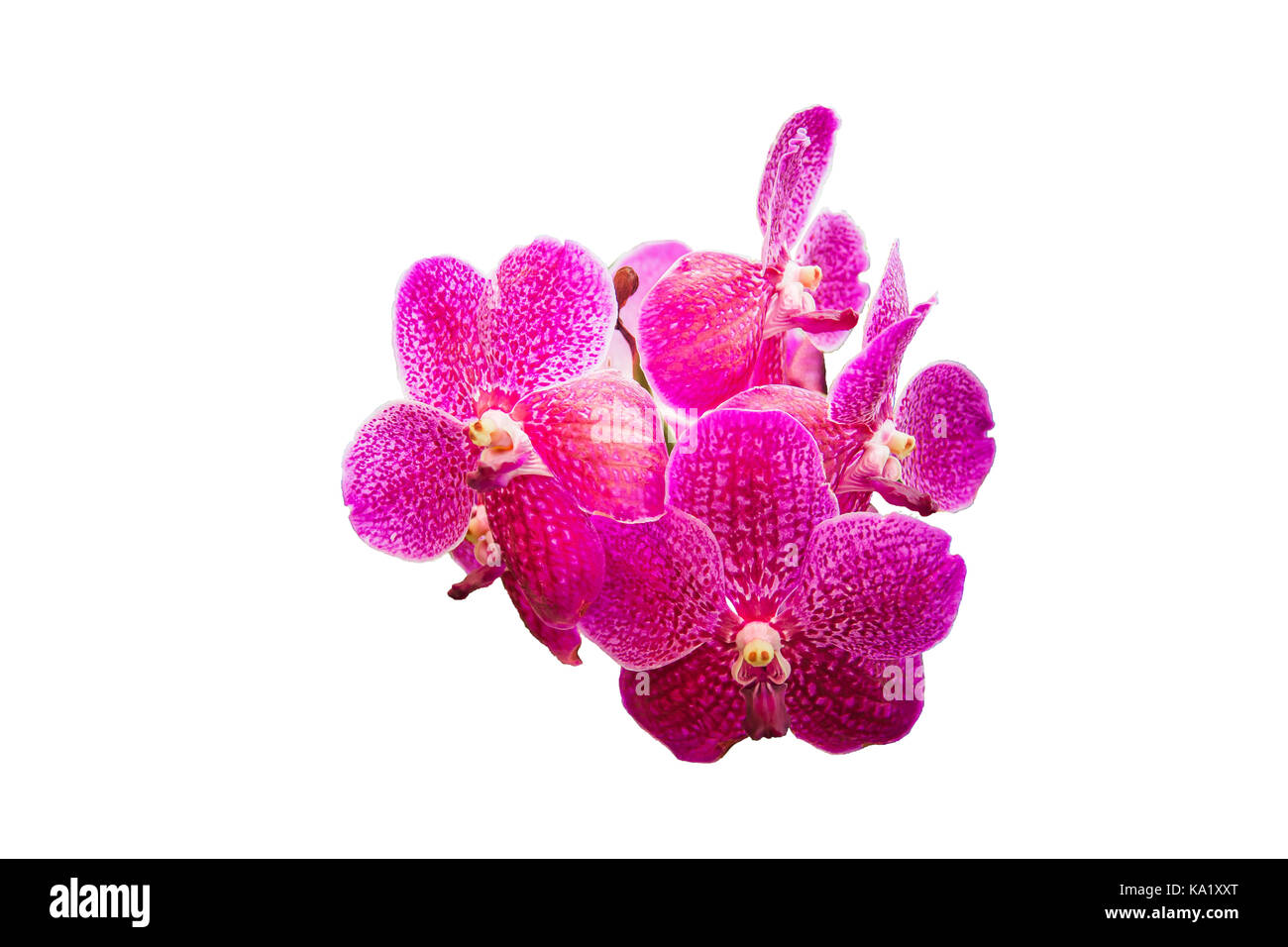 Beautiful orchid flower on white background Stock Photo - Alamy