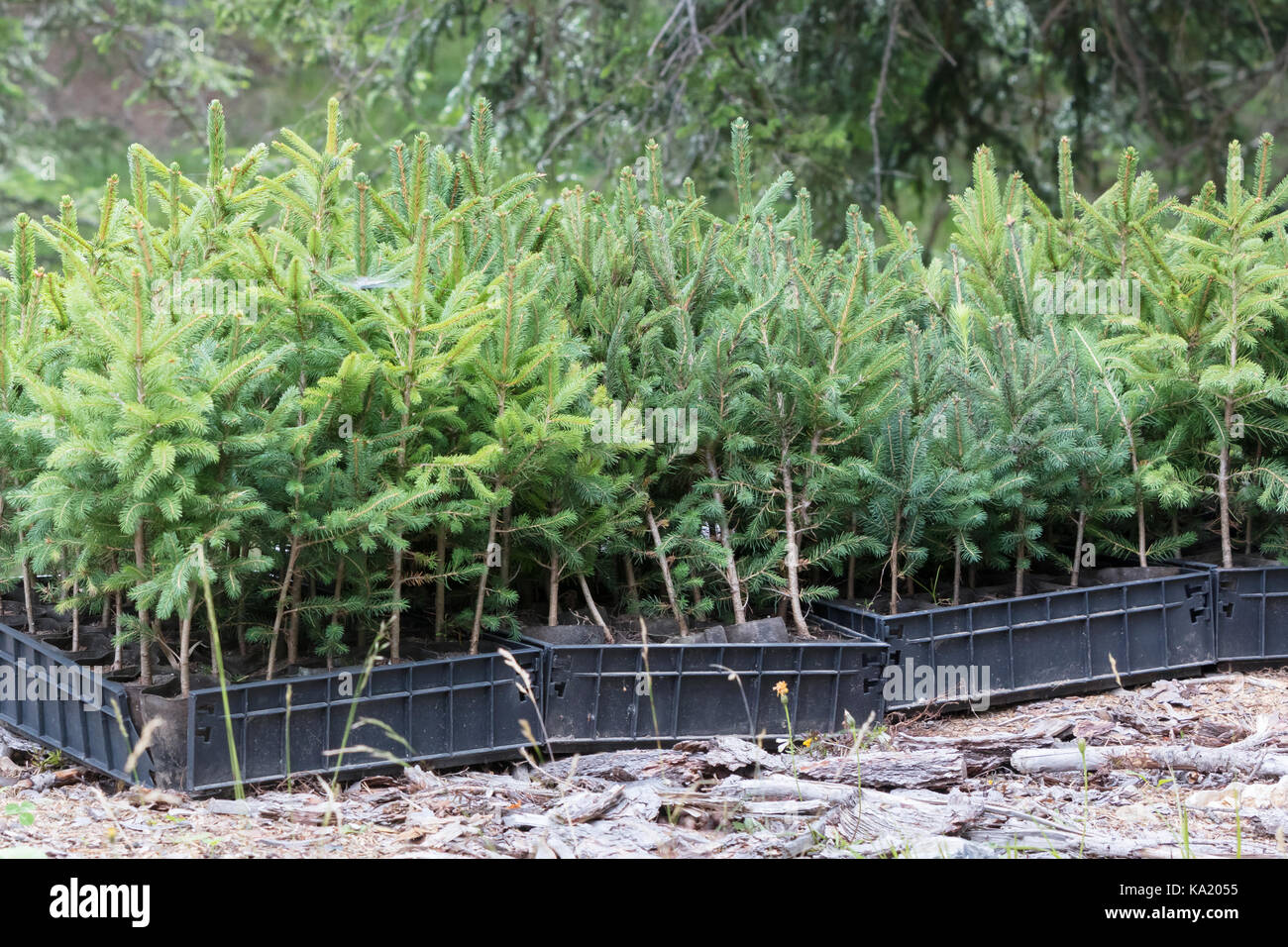 Small pine trees waiting to be planted in a forest - Alps Stock Photo