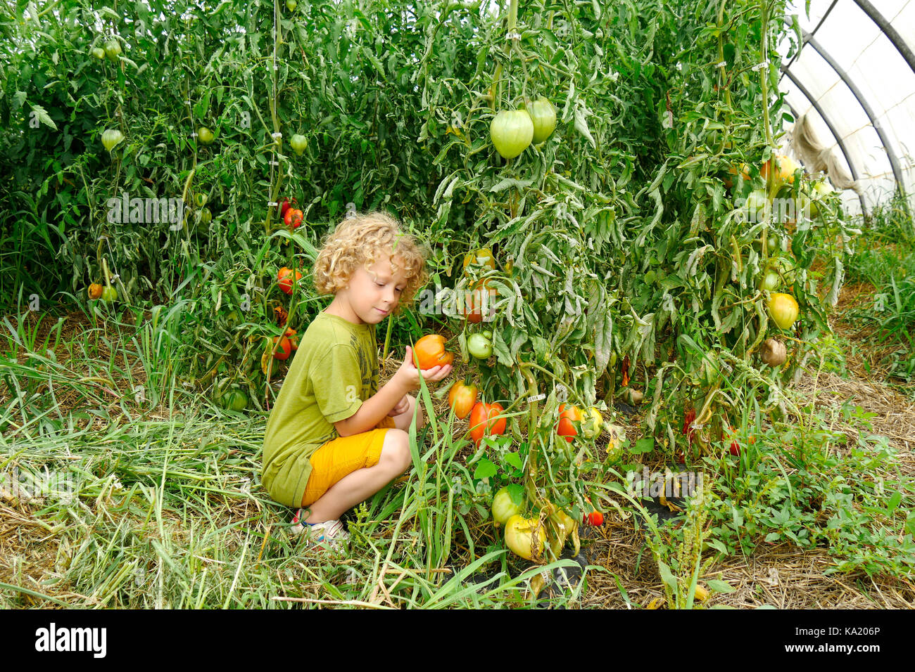 a little blond boy picking tomatoes in the garden Stock Photo - Alamy