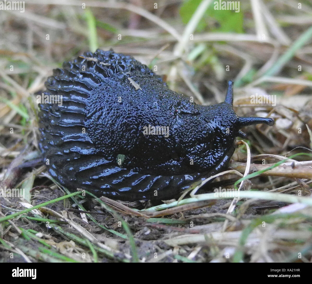 A common garden slug is the black slug - Arion ater - a large gastropod mollusc often seen in gardens and on lawns after rain. Stock Photo