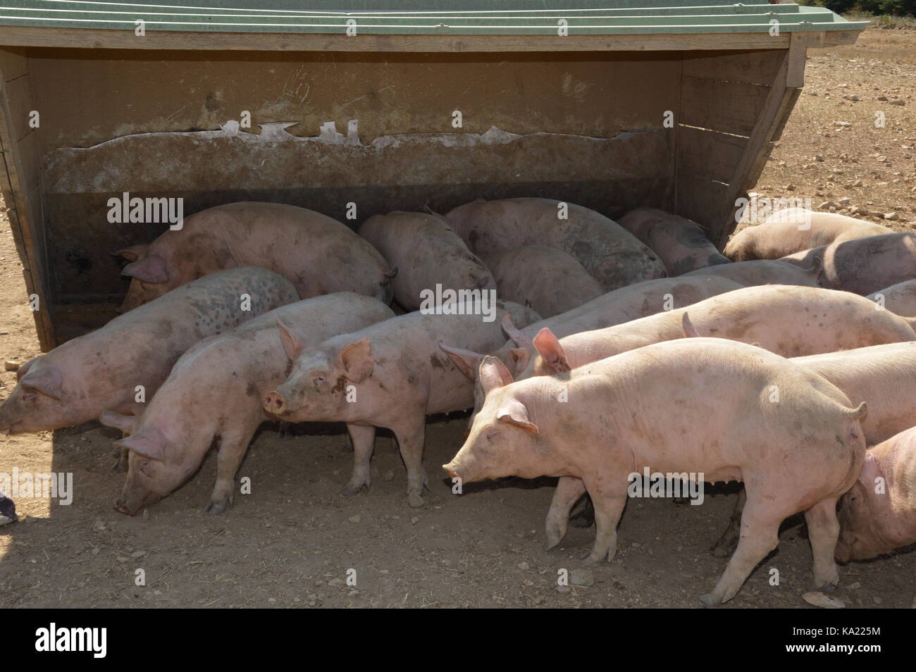 Pigs in their natural surroundings , Saint Christol, France Stock Photo