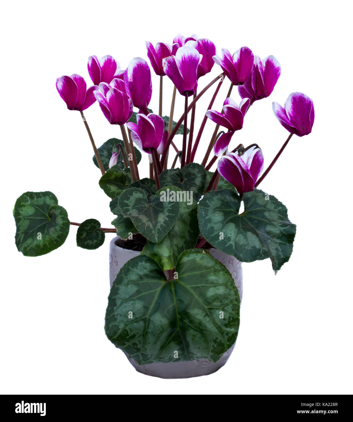 Pink and white cyclamen plant with many flower blossoms isolated on white background Stock Photo