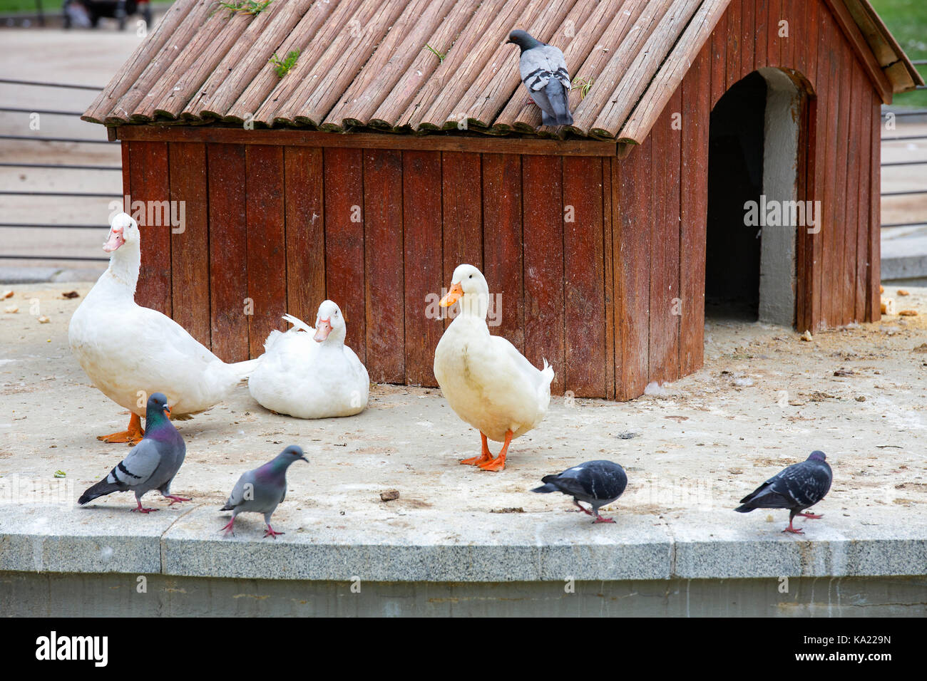 white ducks next to a wooden house in the park Stock Photo