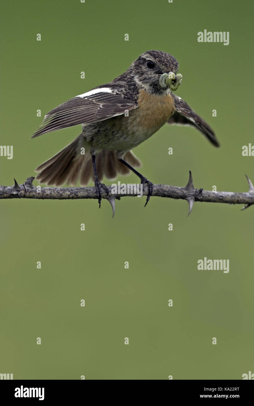 Black robins, Saxicola torquata, birds, portrait format Stock Photo