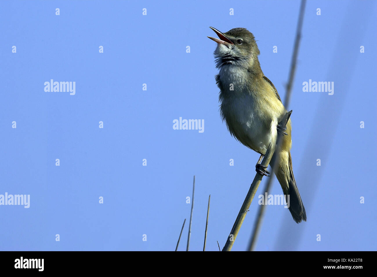 Throttle pipe singer, Acrocephalus arundinaceus, Great Reed Warbler, birds, singing, horizontal format Stock Photo