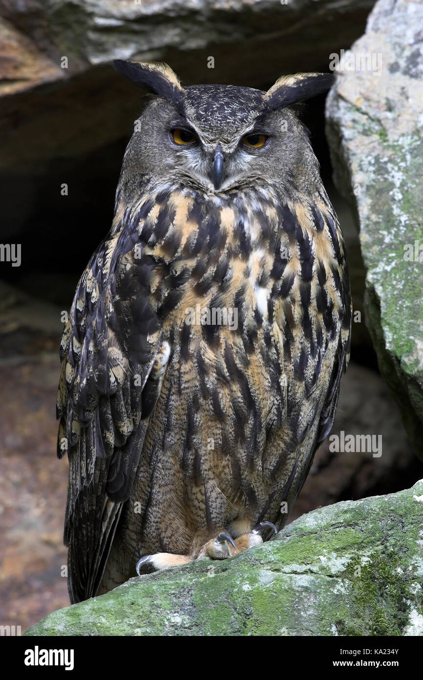 Northern eagle owl hi-res stock photography and images - Alamy