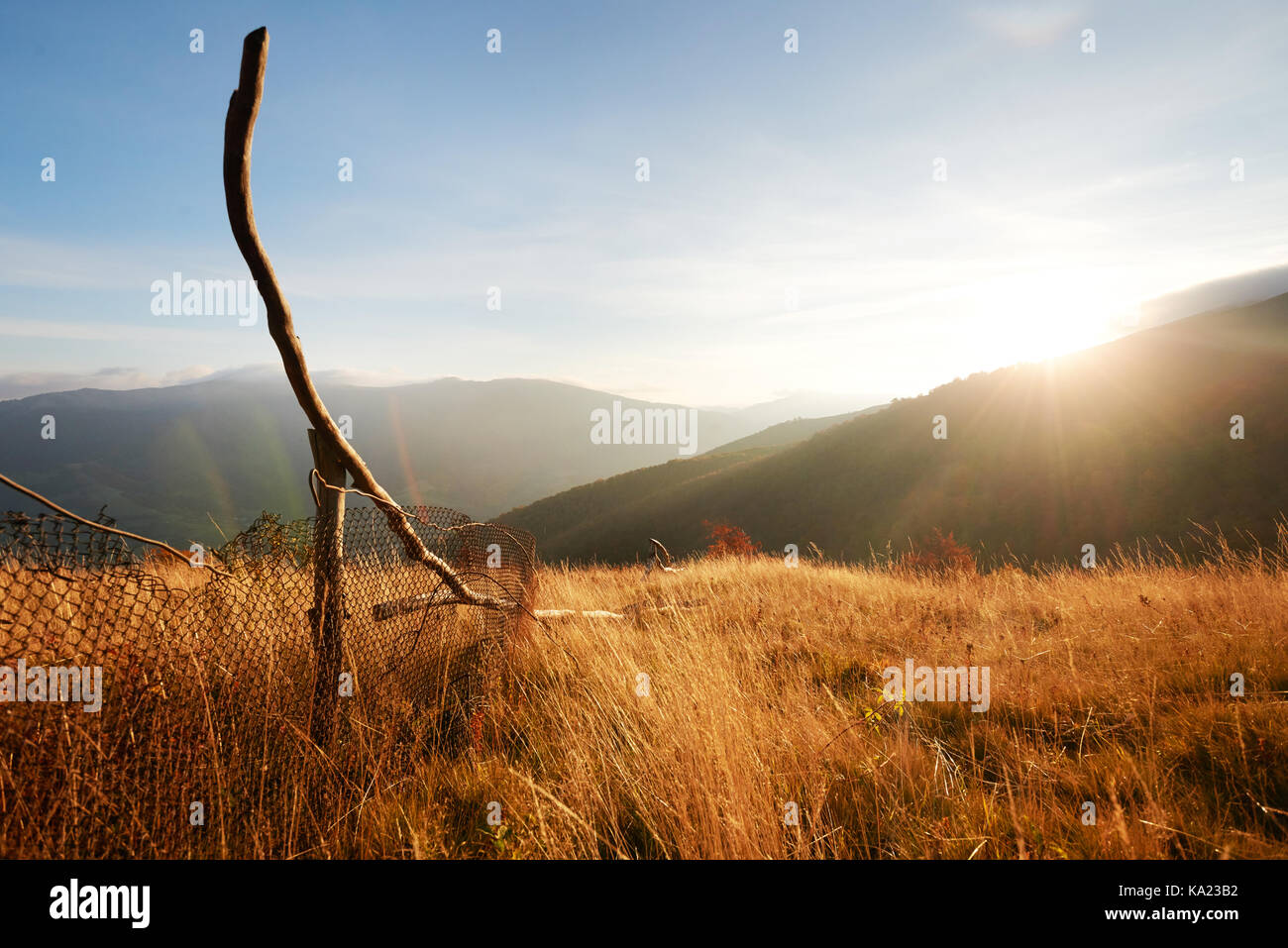 birch forest in sunny afternoon while autumn season. Autumn Landscape ...