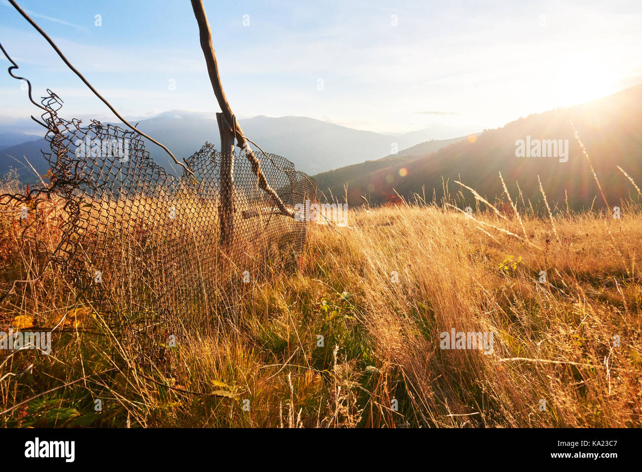 birch forest in sunny afternoon while autumn season. Autumn Landscape ...