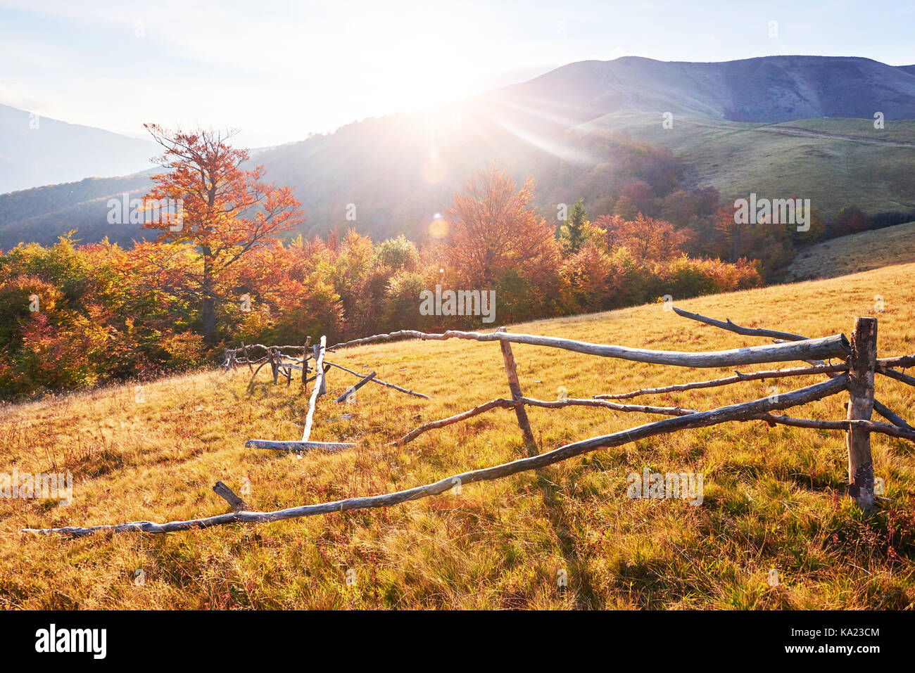 birch forest in sunny afternoon while autumn season. Autumn Landscape ...