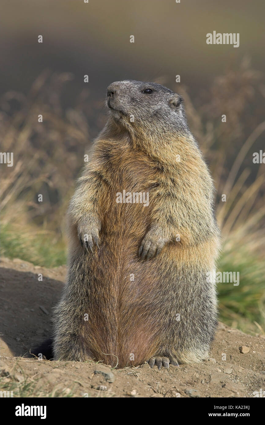 Groundhog begs, Murmeltier macht Männchen Stock Photo